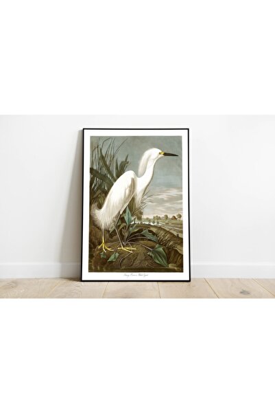 Pegziz Kuş Türleri Sanatsal Duvar Dekorasyon Poster 60x90cm.