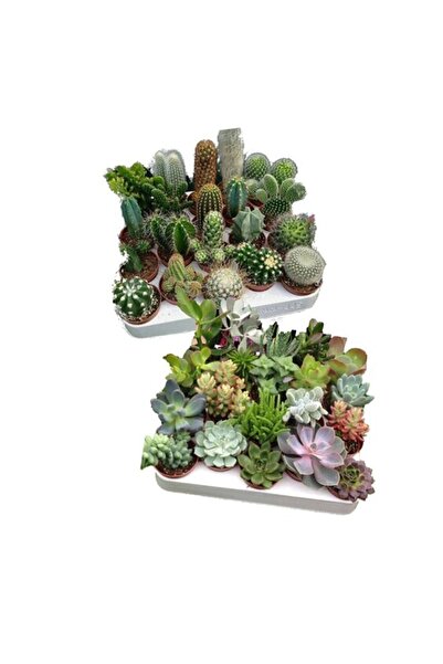 EGZOTİKBAHÇE Sukulent Seti Karışık Set Canlı Dolgun 8 Adet