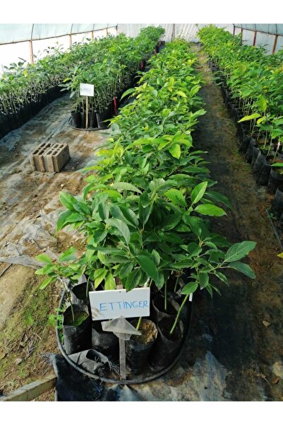 FidanDükkanı Tüplü Ettinger Avakado Fidanı