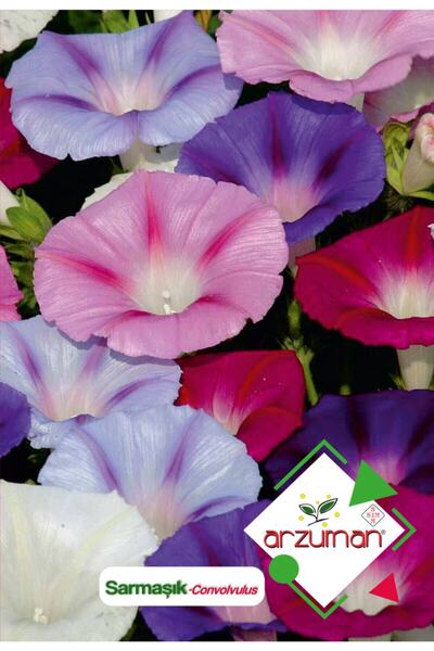 Arzuman Sarmaşık (convolvulus) Çiçek Tohumu 50 Adet