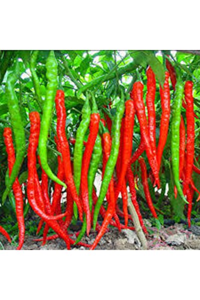 Köy Tohumları 150 Adet Tohum Nadir Çok Acı Uzak Doğu Tayland Süs Biberi Tohum...