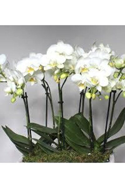 Köy Tohumları 20 Adet Tohum Nadir Bulunan Beyaz Orkide Çiçeği Tohumu Saksı To...