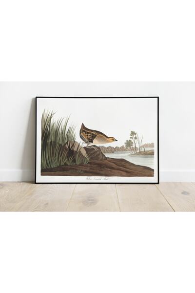 Pegziz Kuş Türleri Sanatsal Duvar Dekorasyon Poster 60x90cm.