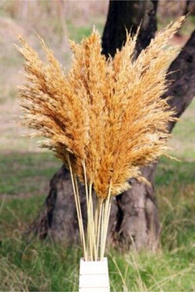 kervansarayavm Sarı Kuru Çiçek Pampas 15 Adet 100 cm