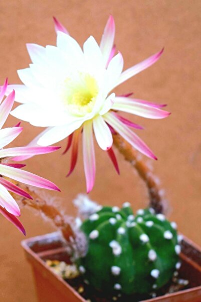 ÇİÇEKFLİX Echinopsis Subdenudata Pembe-beyaz Açan Kaktüs 5.5cm Saksıda