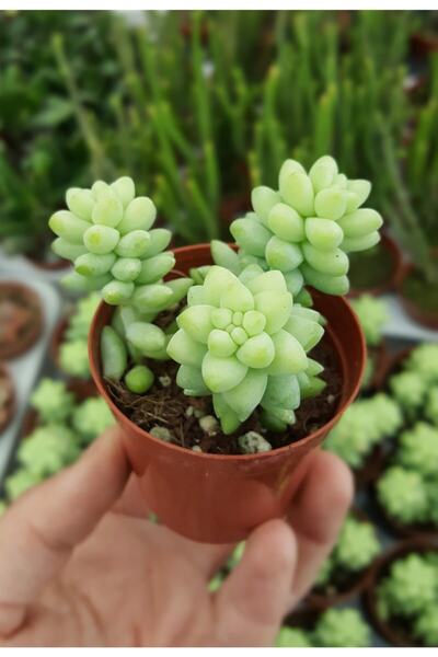 Hilal Garden Sedum Morganianum Burrito Sarkıcı Tür Sukulent