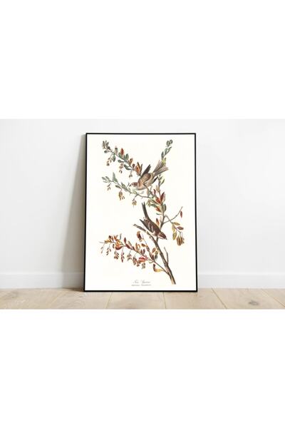 Pegziz Kuş Türleri Sanatsal Duvar Dekorasyon Poster 60x90cm.