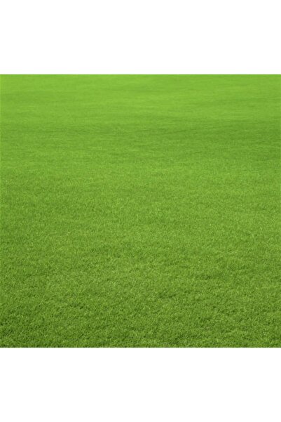DizaynPeyzaj Bermuda Grass Çim Tohumu 1 Kg.