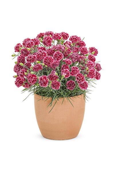 serada decor & plant Kokulu Açık Kırmızı Bodur Karanfil Bitkisi Dianthus Cary...