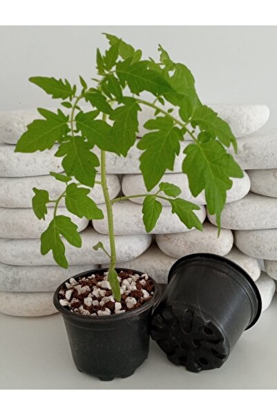 Asenya Yuvarlak Saksı 5 Adet 9x7 Cm Üretim Saksısı Vakum Saksı Ucuz Saksı