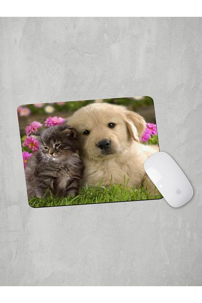 Panorama Ajans Χαριτωμένα ζώα Cat Dog Friend Φιλικό ποντίκι