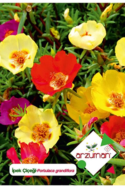 Arzuman Ipek (portulaca Grandiflora) Çiçek Tohumu 100 Adet