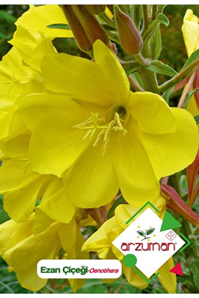 Arzuman Ezan Çiçeği (oenothera) Çiçek Tohumu 100 Adet