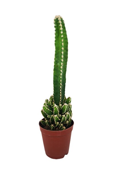 Öznel Cereus Peruvianus Florida Peri Kalesi Kaktüs