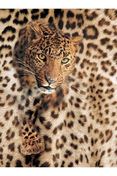adalidekor Leopar Duvar Kağıdı