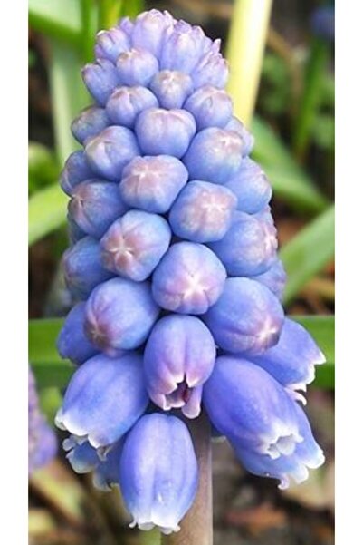 GARDENYA TOHUMCULUK 3 Adet Cornflower Renk Muscari üzüm Sümbülü Çiçek Soğanı