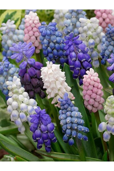 GARDENYA TOHUMCULUK 5 Adet Mix Muscari Üzüm Sümbülü Çiçek Soğanı
