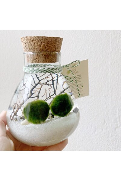 NIWA BOTANIC Marimo Lab Couple 'mini'