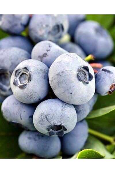 BURSATARIM Liberty Yaban Mersini Fidanı ( Likapa - Mavi Yemiş )