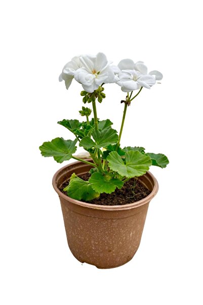 süsbitkicim Pelargonium Zonale (beyaz Sardunya) 14cm’lik Saksıda