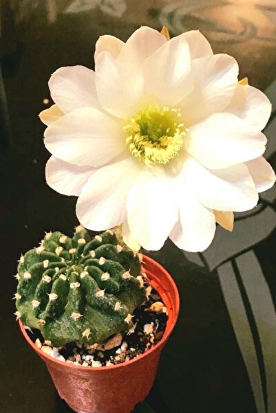 ÇİÇEKFLİX Echinopsis Subdenudata 5.5cm Saksida Beyaz Çiçek Açan Kaktüs/şuan Ç...