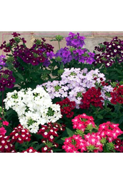 Arzuman Tohum Arzuman Mine Tohumu 50 Adet