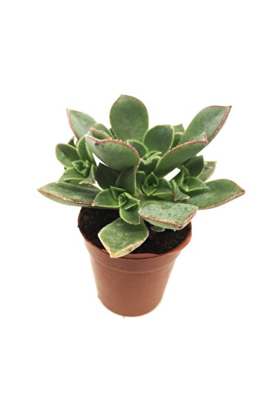 LEVANT Aeonium Haworthii Sukulent Yeni Seri
