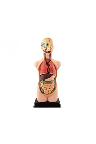 Zürih Ticaret Human Body - 50 cm - Human Body Organs Torso Model Kindergarten...