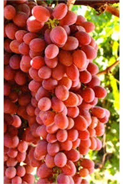 Genel Markalar Tüplü Fidan Crimson Seedles Üzüm Fidanı