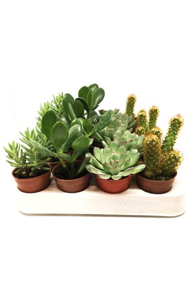 LEVANT Kaktüs Sukulent 20'li Mix Özel Seri