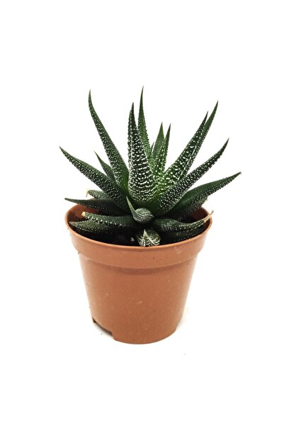 LEVANT Haworthia Büyük Boy Zebra Kaktüs