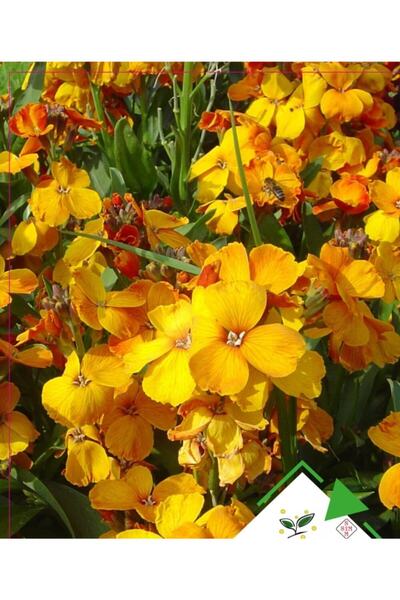 Ekodoğa Sarı Şebboy Tohumu 1 Paket Şebboy Çiçeği Tohumu Çiçek Tohumları Saksı...