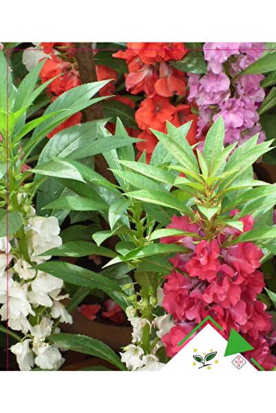 Ekodoğa Kına Çiçeği Tohumu 1 Paket (30 Adet Tohum) Doğal Çiçek Tohumu Organik...