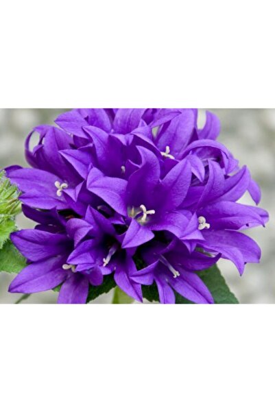 Ekodoğa Kadeh Çiçeği-çan Çiçeği Tohumu 1 Paket (100 Adet Tohum) Doğal Çiçek T...