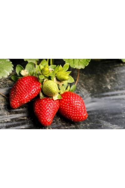 Ucuzluk Diyarı 100 Adet San Andreas Çilek Fidesi Açık Kök Frigo Ve Taze Söküm...