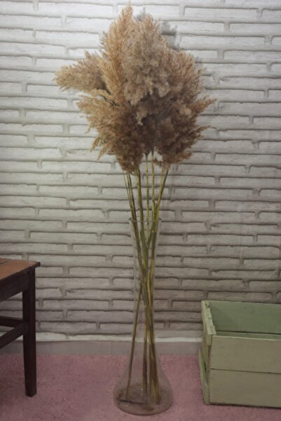 Mimozaçiçek Naturel Pampas 10 Adet 100 cm