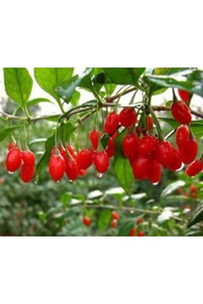 YAYLA TARIM 2 Adet Goji Berry Fidanı ( Damaye ) Tombul Meyve Tüplü 1 Yaş 12 A...