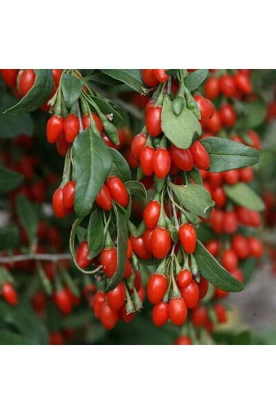 YAYLA TARIM 2 Adet Goji Berry Fidanı ( Nq1 ) Tombul Meyve Tüplü 1 Yaş 12 Ay D...