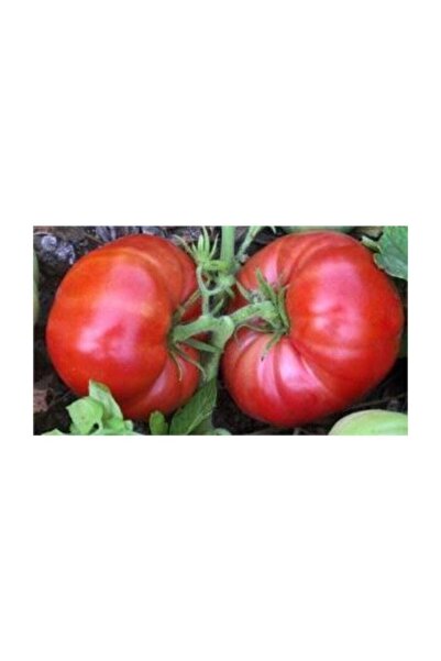 Arzuman Tohum Marmande Domates Tohumu