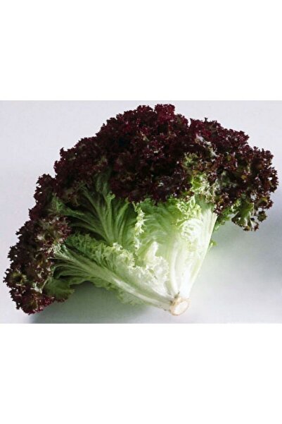 Karahasanoğlu Tarım Yerli Kırmızı Kıvırcık Marul Tohumu (akdeniz Yeşilliği) 3...