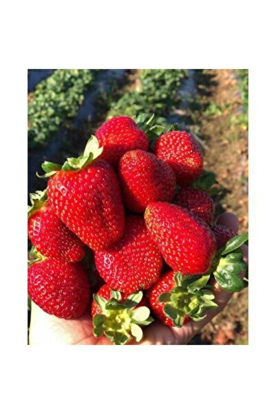 Ucuzluk Diyarı 50 Adet Camarosa Çilek Fidesi Açık Kök Frigo Ve Taze Sökümdür ...