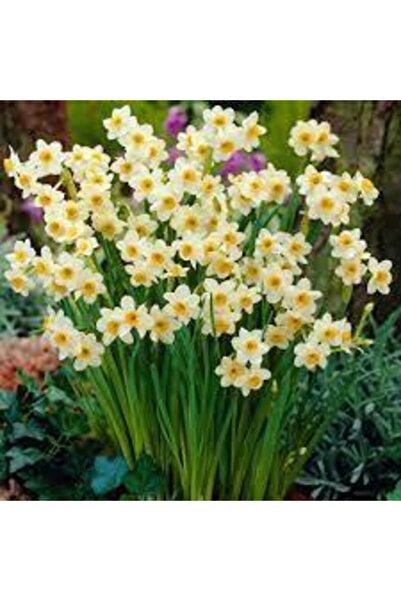 Alanyatropikal Mis Kokulu Karaburun Nergiz (nergis) Soğanı 10 Adet