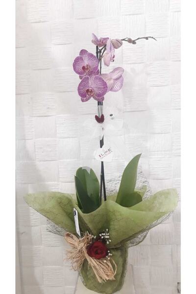 Glory Phalaenopsis Tek Dal Orkide