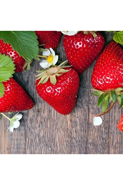 Genel Markalar 50 Adet Osmanlı Çilek Fidesi Açık Kök Ve Taze Söküm Garantilidir