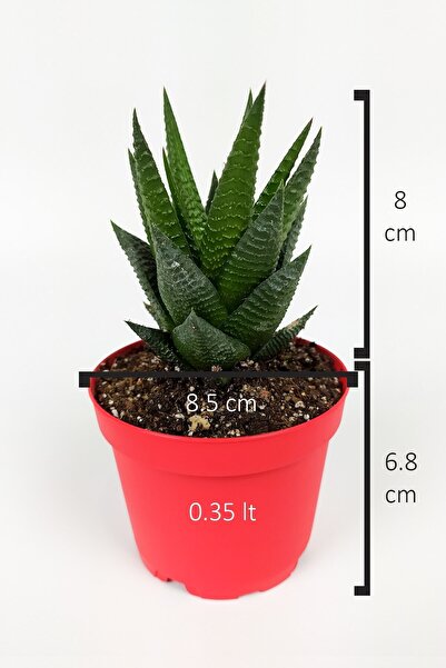 Toptan Kaktüs Haworthia Limifolia Sukulent 8.5 Cm Kırmızı Saksıda Büyük Boy