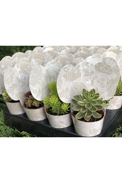 FİDAN PAZARI Hediyelik Sukulent 10 Adet