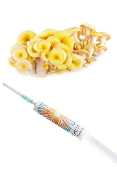 Polski Mycelium Sarı İstiridye Mantarı Sıvı Miseli 5 ml Mantar Tohumu Miseli ve Kompost Üretmek İçin Ana Kültür