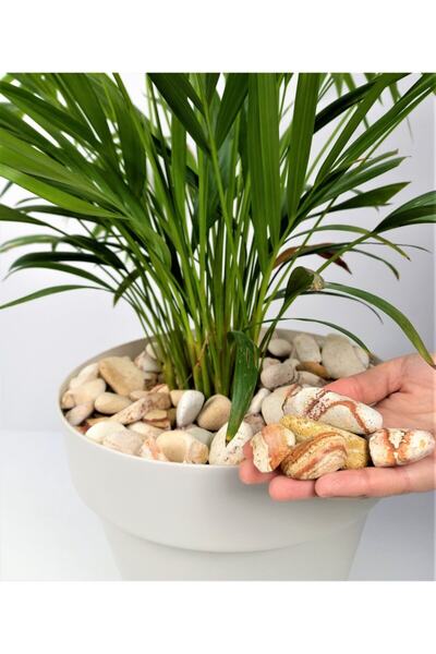 Asenya Sarı Çizgili Dolomit 4 Kg 2-4 Cm Sarı Dolomit Taş Dere Taşı Çakıl Taşı...