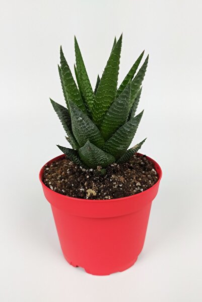Toptan Kaktüs Haworthia Limifolia Sukulent 8.5 Cm Kırmızı Saksıda Büyük Boy