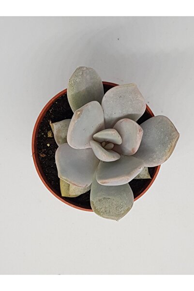 DOĞA BAHÇESİ Echeveria Asante Sana Özel Tür Sukulent 5,5cm Saksılı